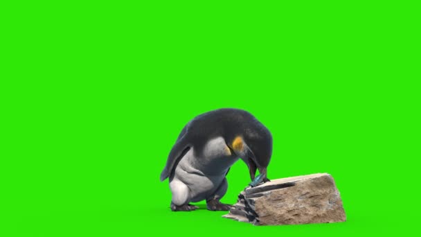 Penguin Τρώει Πράσινη Οθόνη Απόδοση Κινουμένων Σχεδίων — Αρχείο Βίντεο
