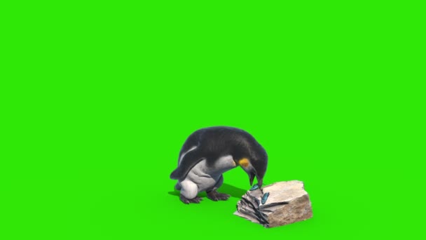 Пингвин Ест Зеленый Экран Фронтальной Рендеринге — стоковое видео
