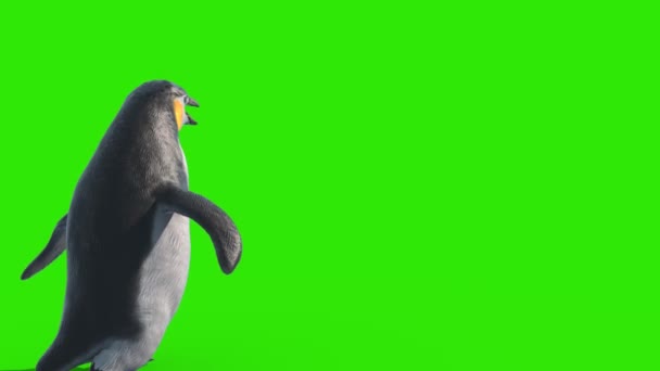 Penguin Fast Walks Green Screen Back Rendering Animation — стоковое видео