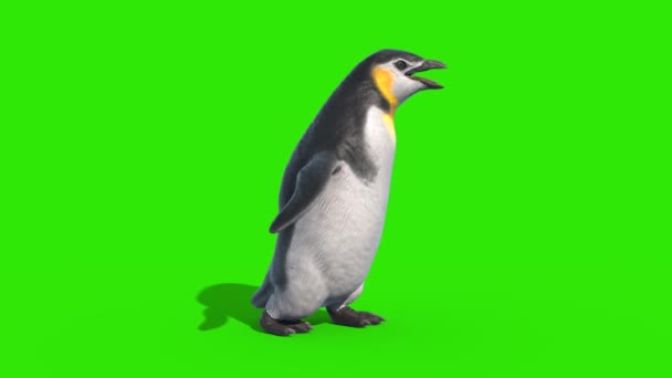 Pinguino Veloce Walkcycle Green Screen Loop Lato Rendering Animazione — Video Stock