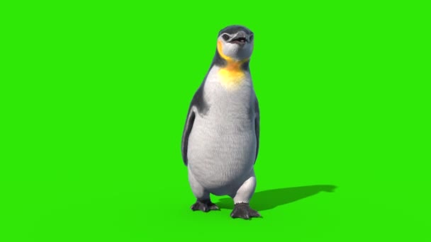 Penguin Walkcycle Green Screen Loop Front Rendering Animation — стоковое видео