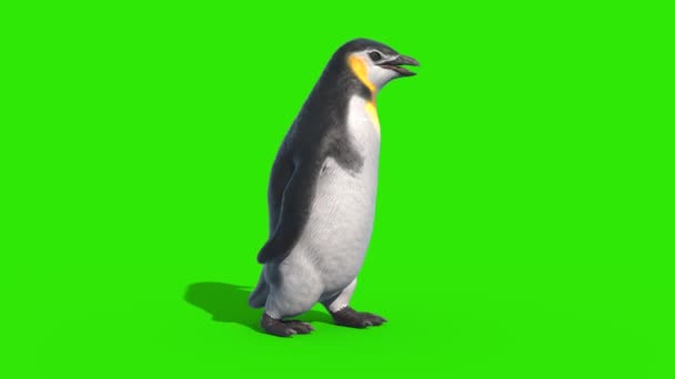 Penguin Walkcycle Grønn Screen Loop Side Gjengivende Animasjon – stockvideo