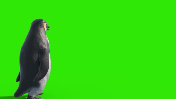 ペンギンウォークグリーンスクリーンバック3Dレンダリングアニメーション4K — ストック動画