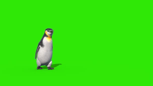 Pinguim Caminha Tela Verde Frente Renderização Animação — Vídeo de Stock