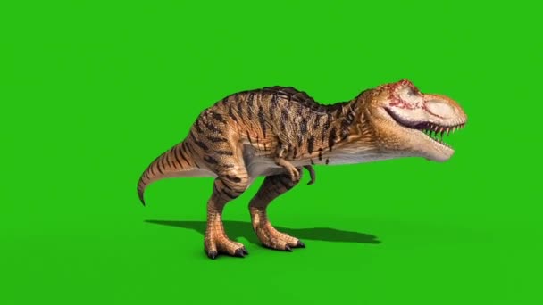Kızgın Rex Yeşil Ekran Döngüsü Boyutlu Dinozorları Yedi — Stok video