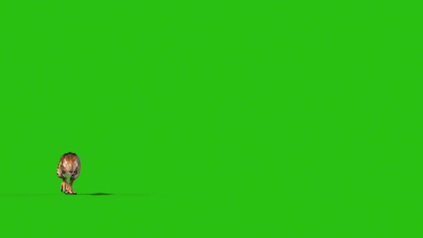 怒っているT Rexは緑のスクリーン前部3Dレンダリングアニメーション恐竜を走らせます — ストック動画