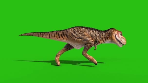 Angry Rex Runcycle Grønn Screen Loop Gjengivende Animasjon Dinosaurer – stockvideo