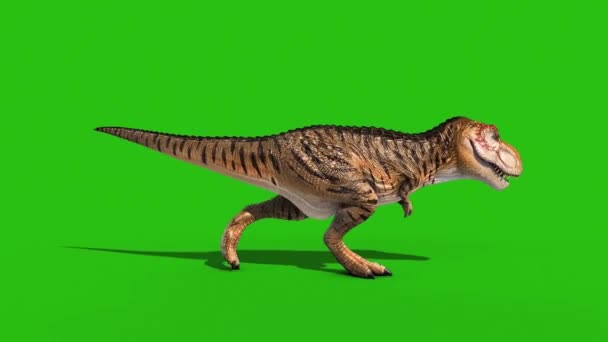 Vihainen Rex Walkcycle Green Screen Loop Tekee Animaatio Dinosaurukset — kuvapankkivideo