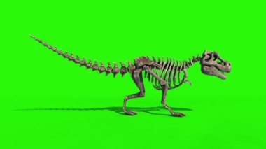 TRex İskelet Yürüyüşü Sabit Taraflı Jurasik Dünya 3D Görüntüleme Yeşil Ekran