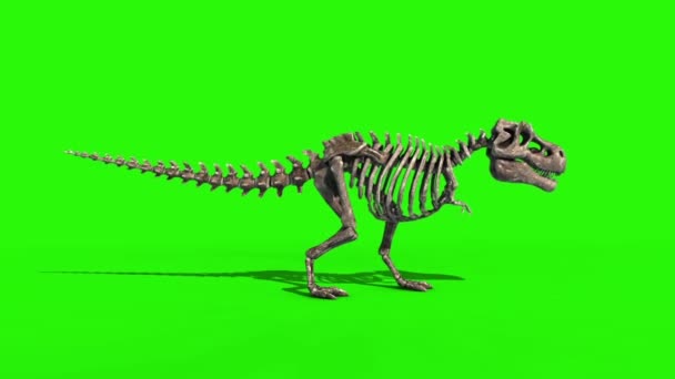 Trex Skelet Sterven Kant Jurassic Wereld Rendering Groen Scherm — Stockvideo