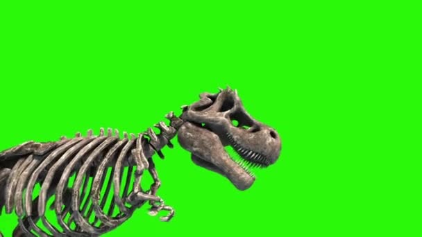 Trex Skelet Saldırısı Jurasik Dünya Boyutlu Yeşil Ekran — Stok video