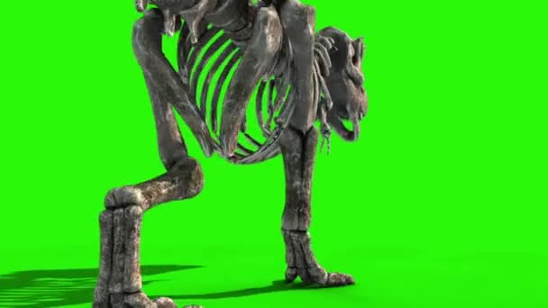 Trex Skelet Yürüyüşü Jurasik Dünya Görüntüleme Yeşil Ekran — Stok video
