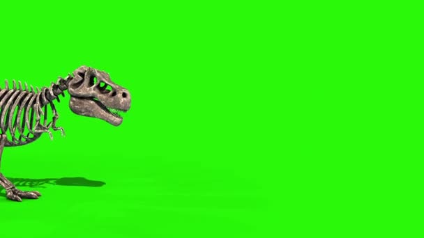 Trex Skeleton Walk Side Jurassic World Rendering Green Screen — Stok Video