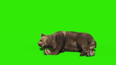 Ayı Uyuyan Yeşil Ekran 3D Canlandırma 4K