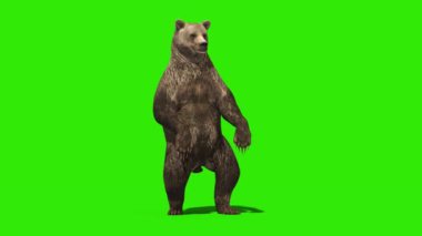 Ayı Ayakta Duran Yeşil Ekran 3D Canlandırma 4K