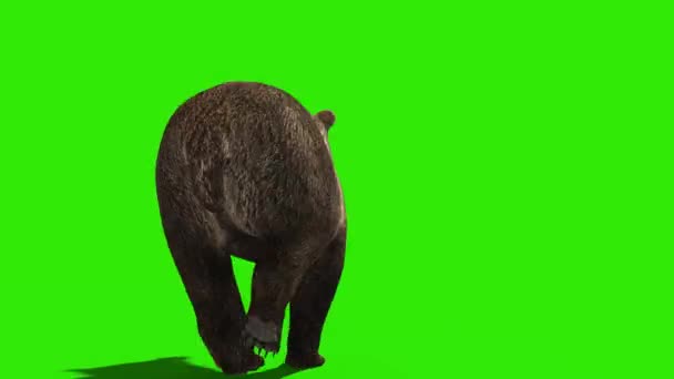 Bear Runs Green Screen Back Rendering Animation — Stock Video