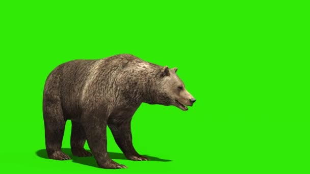 Bear Angrep Grønn Skjerm Side Gjengivende Animasjon – stockvideo
