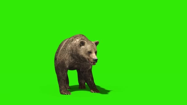 Bear Aanvallen Groen Scherm Front Rendering Animatie — Stockvideo