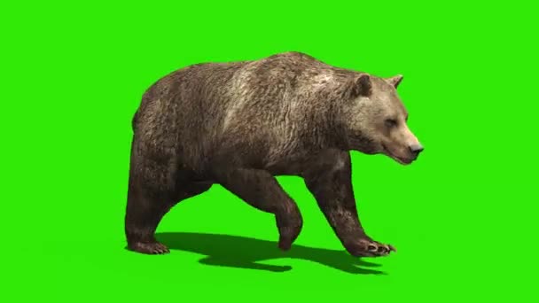 Ведмідь Біг Цикл Зелений Екран Петлі Рендеринга Анімації — стокове відео