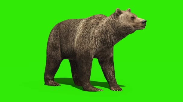 Bear Eats Green Screen Front Rendering Animatie — Stockvideo