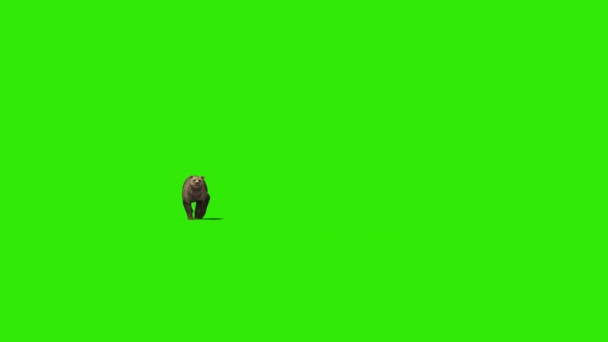 Bear Runs Green Screen Front Rendering Animation — Stock Video