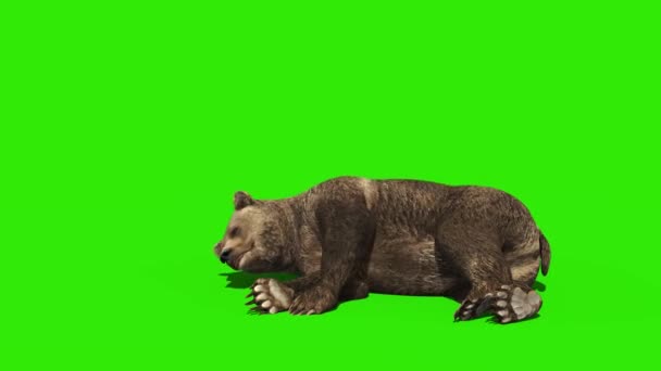Bear Sleeping Green Screen Rendering Animation — стоковое видео