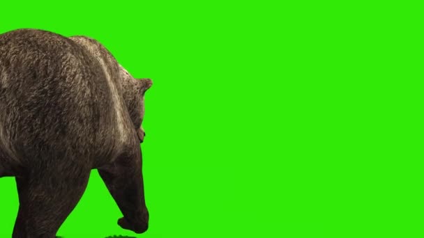 Bear Walks Green Screen Back Rendering Animation — Stock Video