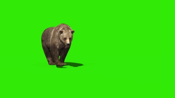 Bear Walks Green Screen Front Renderelés Animáció — Stock videók