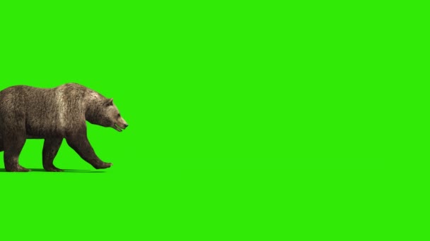 Bear Walks Grønn Skjerm Side Gjengivende Animasjon – stockvideo