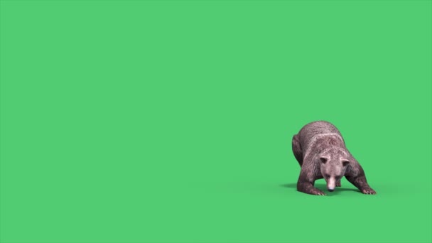 Grizzly Bear Réveille Regarde Autour Lui Green Screen Animation — Video