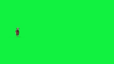 Keçi Gerçek Kürk Yeşil Ekran Hayvanları 3B Canlandırma 4K