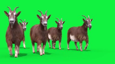 Gerçek Kürk Yeşil Ekran Yürüyüşü Hayvanlar Grubu 3B Canlandırma 4K