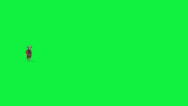 Schermo Verde Della Pelliccia Reale Della Capra Funzionare Animazione Rendering — Video Stock