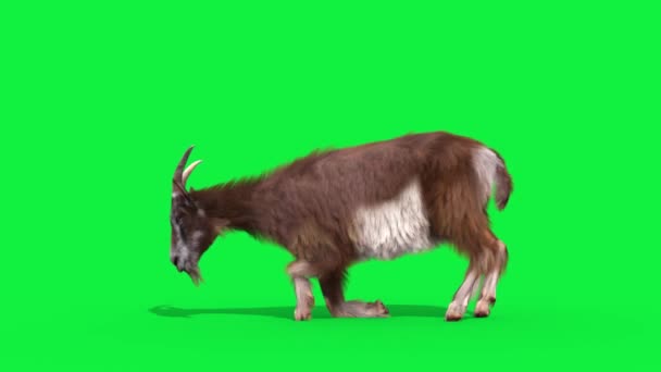山羊真毛皮绿色屏幕睡眠动物3D渲染动画4K — 图库视频影像