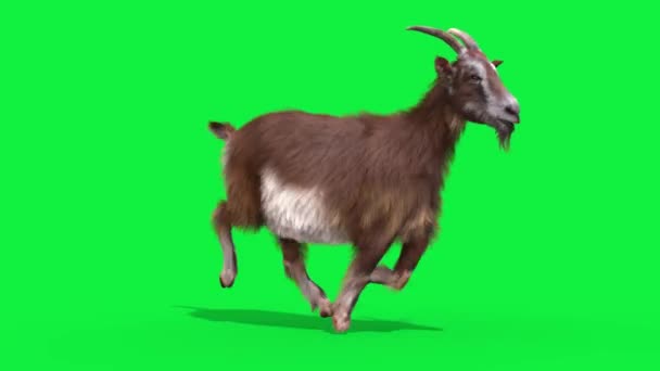 Goat Real Fur Grön Skärm Runcycle Loop Djur Rendering Animation — Stockvideo
