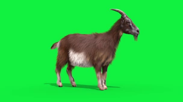 Koza Real Futro Zielony Ekran Pętla Pętli Pętli Zwierzęta Rendering — Wideo stockowe