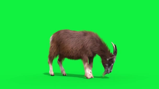 ヤギの実質の毛皮の緑のスクリーンの食べるループ動物3Dレンダリングのアニメーション4K — ストック動画