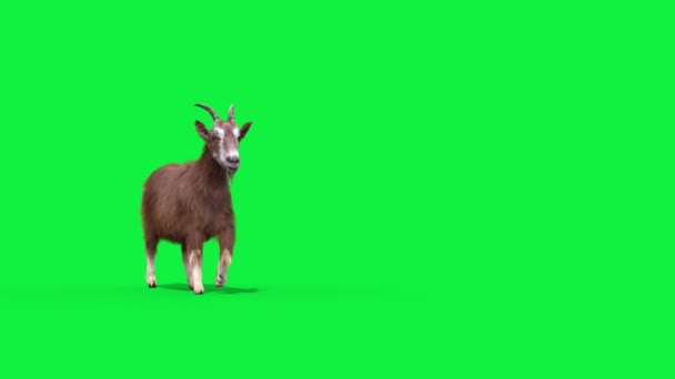 Goat Real Fur Grønn Skjerm Går Dyr Gjengivende Animasjon – stockvideo