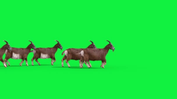 Ryhmä Vuohia Real Fur Green Screen Walks Side Animals Tekee — kuvapankkivideo