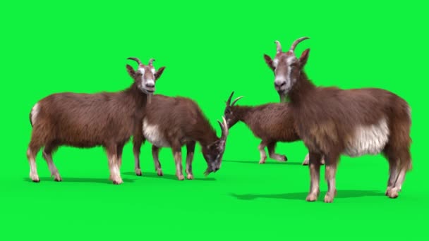 ヤギのグループ 実質の毛皮の緑のグラデーション動物3Dレンダリングアニメーション4K — ストック動画