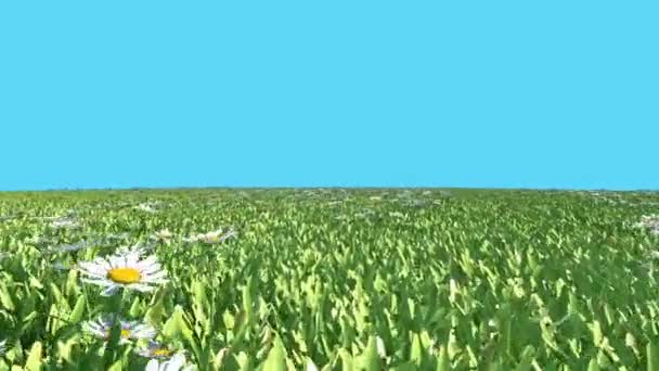 Flowery Meadow Daisies Blue Screen Renderings Animations Nature — Stock Video