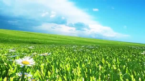 Flowery Meadow Daisies Renderings Animations — Stock Video