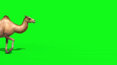 Deve Yeşil Ekranda Yürür 3D Canlandırma Hayvanlar