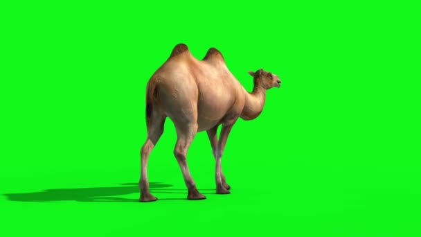 Верблюд Повернутися Зелений Екран Рендеринг Анімація Тварини — стокове відео