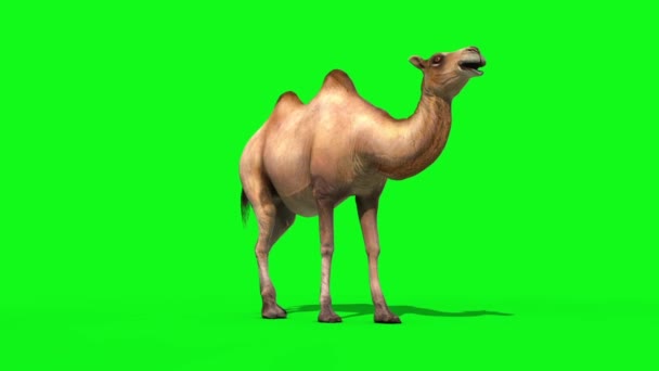 Верблюд Умирает Зеленом Экране Рендеринга — стоковое видео