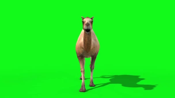 Верблюд Біговий Цикл Петлі Спереду Зелений Екран Рендерингу Анімації Тварин — стокове відео