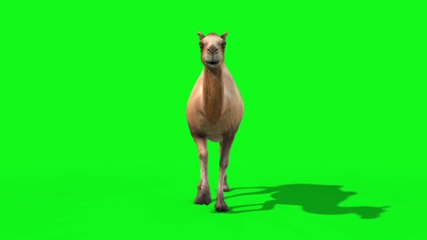 Camel Walkcycle Loop Front Grønn Screen Gjengivende Animasjonsdyr videoklipp