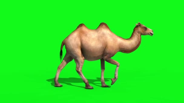 Camel Walkcycle Loop Tela Verde Renderização Animation Animals — Vídeo de Stock