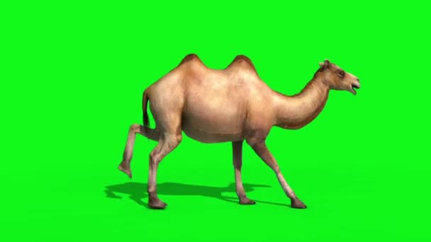 Camel Runcycle Loop Tela Verde Renderização Animation Animals — Vídeo de Stock