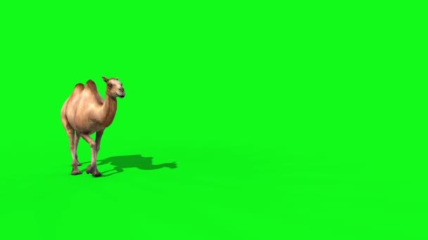 キャメルウォークフロントグリーンスクリーン3Dレンダリングアニメーション動物 — ストック動画